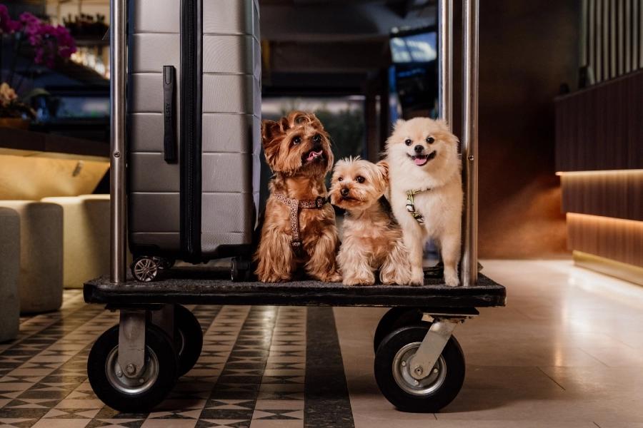 Pet-friendly  ESTELAR Paipa Hotel & Centro de Convenciones Colombia - Paipa Pet-friendly  ESTELAR Paipa Hotel & Centro de Convenciones Colombia - Paipa